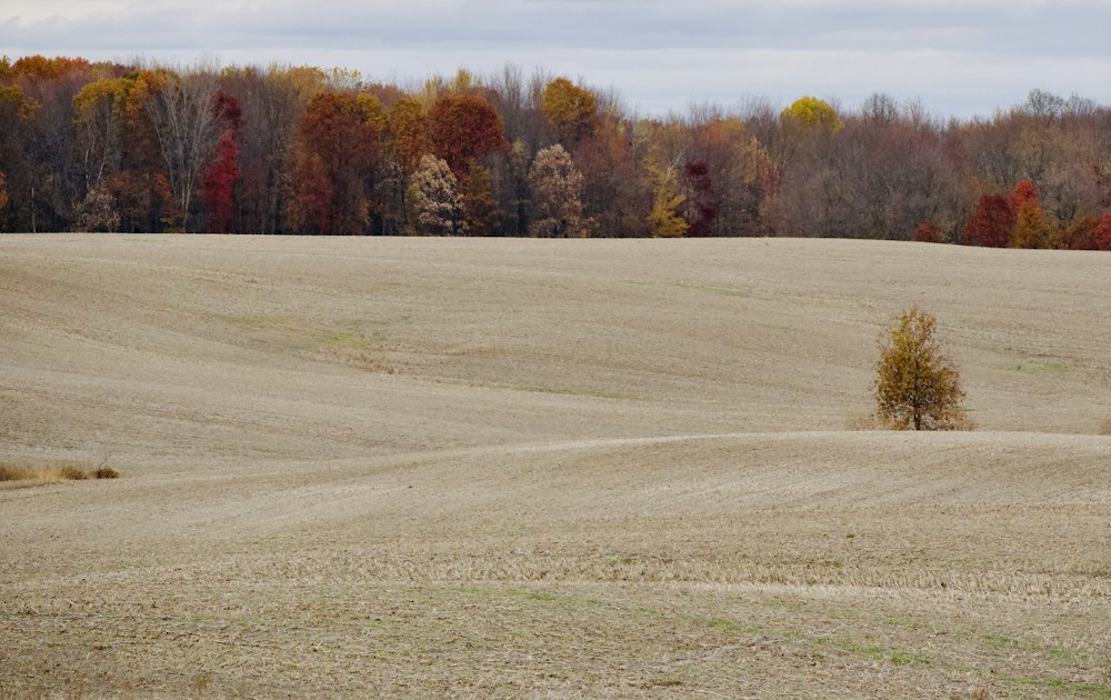 Harvested farm field bordered by autumn trees